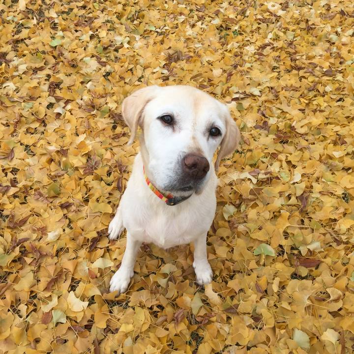 E7d20411 e164 4f77 851d e9704b5b52fe 1602596949517