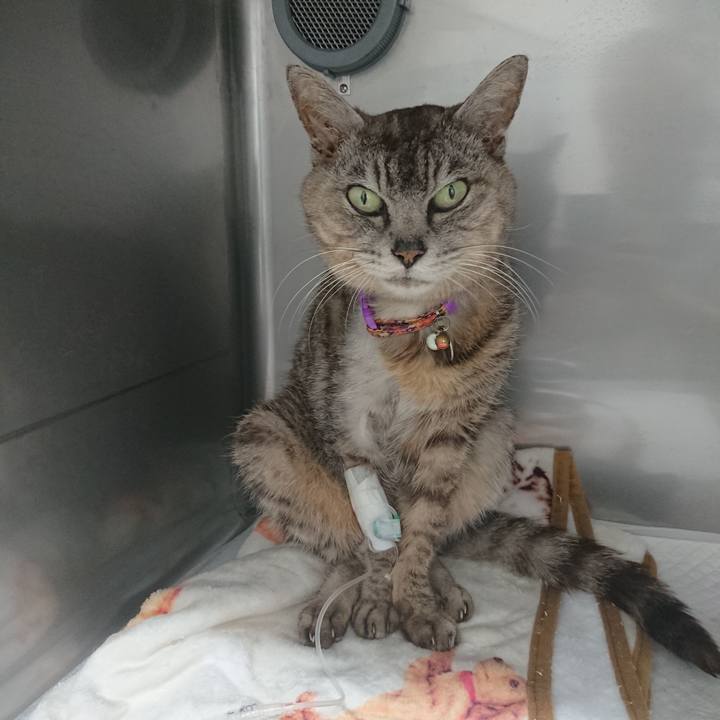 E7d8837f 8d93 4af7 9aae 4b1417e011d8 1597743280537