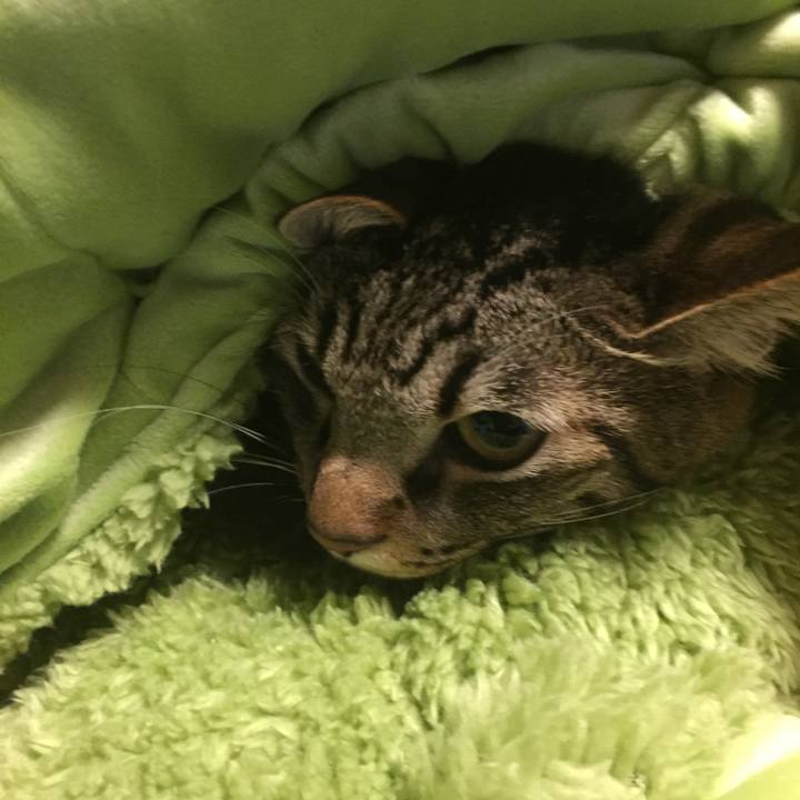 E7dbe8f7 14a4 40e0 828c 910394a737b3 1511874362456