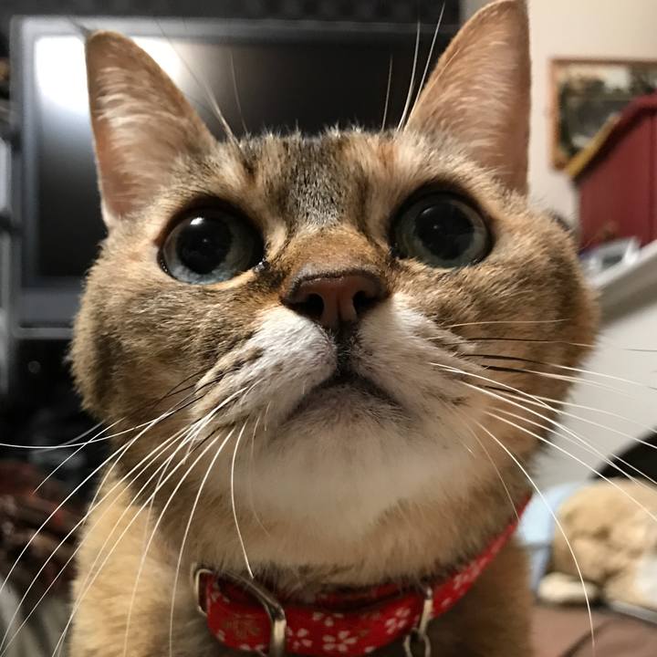 E7de8e62 cfb1 42ae a1a8 50537b190d31 1510874839206