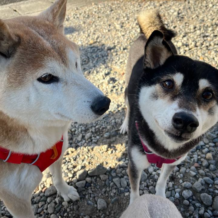 E7e0a7d0 98a2 47b8 9e5e a188f1ff1ab7 1734865926208