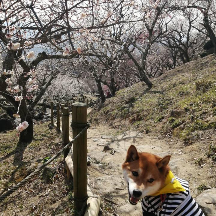 E7e17654 e560 4764 81af de433a627c78 1583057445360