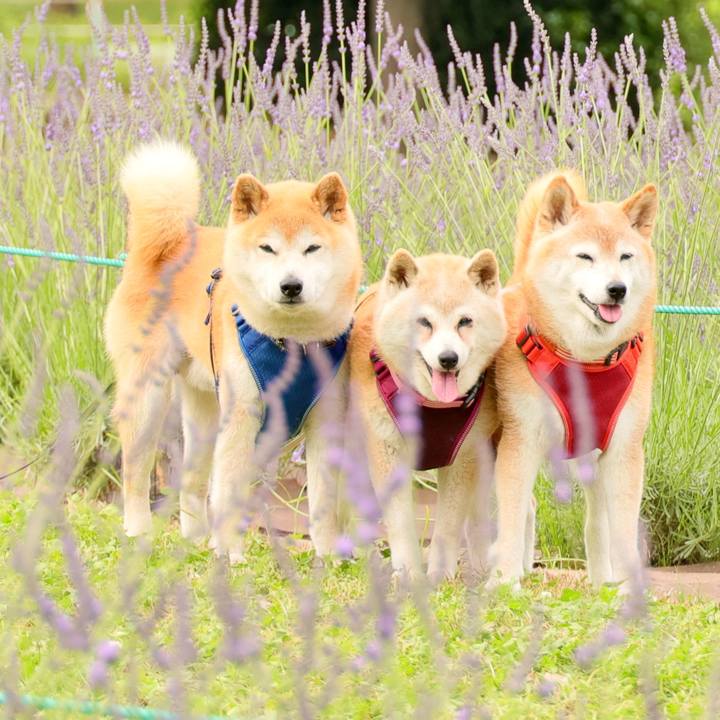 E7e34cfa ce9e 4bcf 9093 bb8c3c40848a 1749486196358