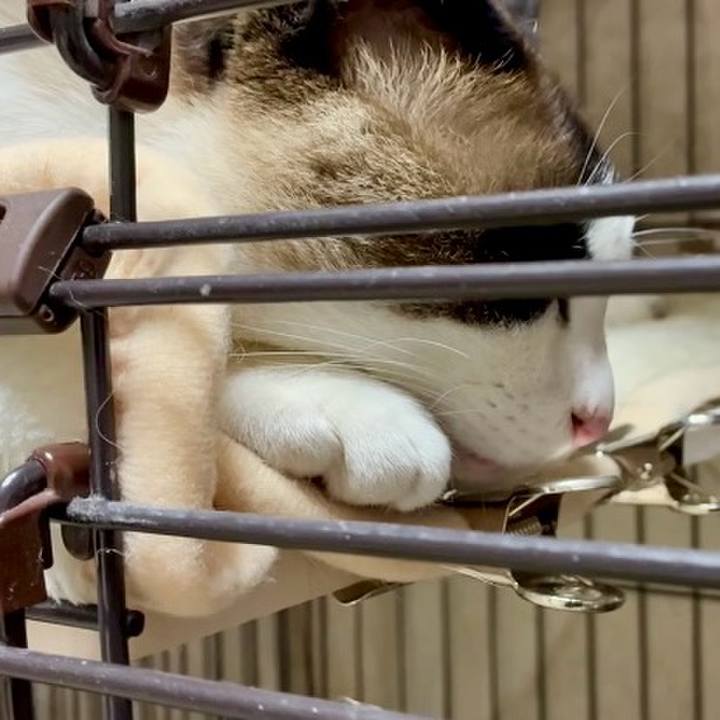 E7e3895c 44c1 4472 babc 4478f4822452 1747309813531