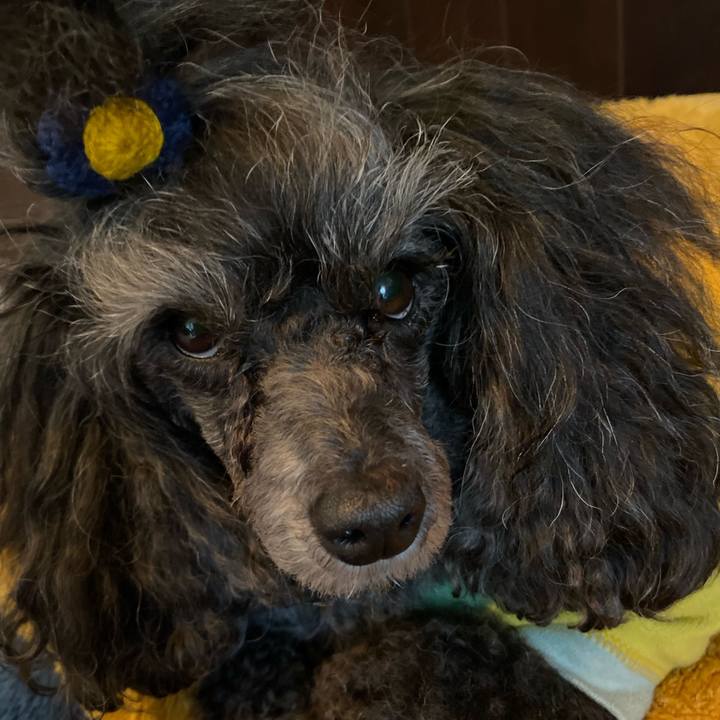 E7e55caf c073 43ba 8a63 9007e0223a83 1732756058426