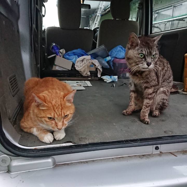 E7e74f5c 70ee 4041 87ba b8add9ef68a1 1597179633434