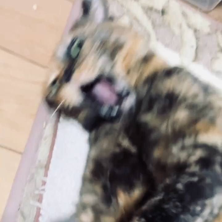 E7eaeeb4 14cc 4116 8391 876e09e486e0 1734608534876