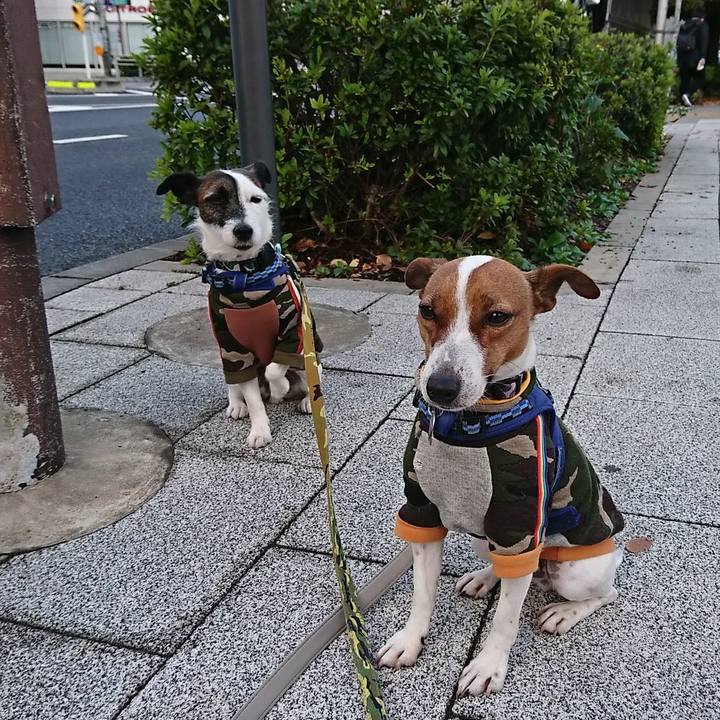 E7ec41d2 4099 4708 9bdc 309b439fe4e1 1542667450152