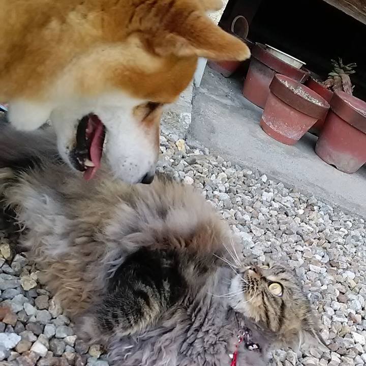 E7ece35a c490 4725 80a1 bfcacd6fd5ef 1619513762186