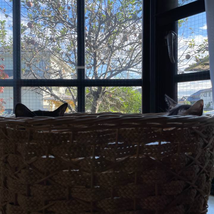 E7ed0abf 720b 4e01 9fce d2ad83fadd48 1731902079437