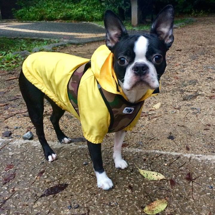 E7ee3818 7492 4fa3 8f20 e1cdc184e9b2 1508415152416