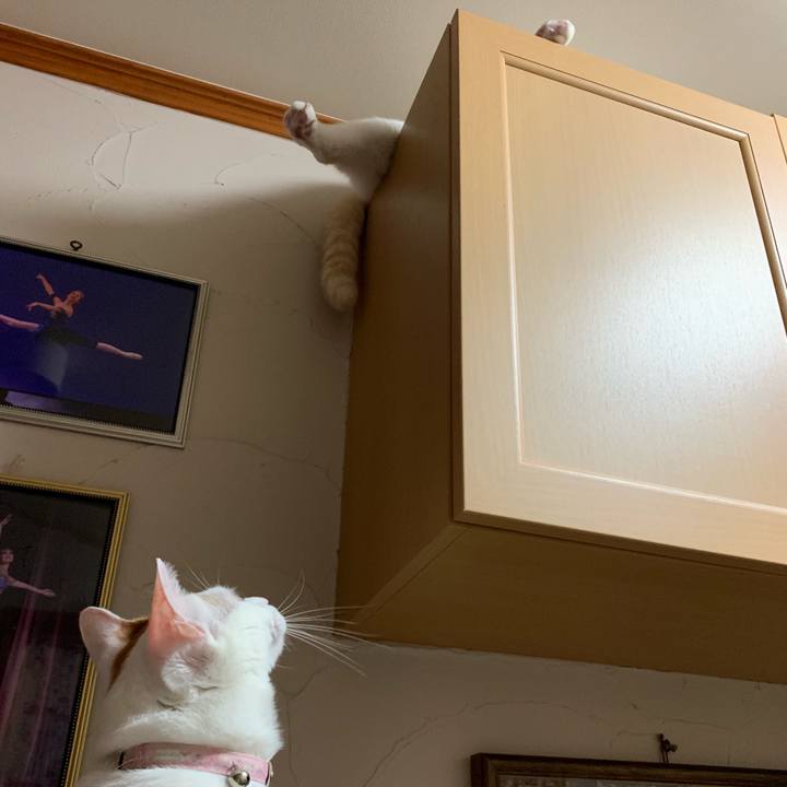 E7f02e44 29ed 477a af0c 4c44937820b8 1566293358611