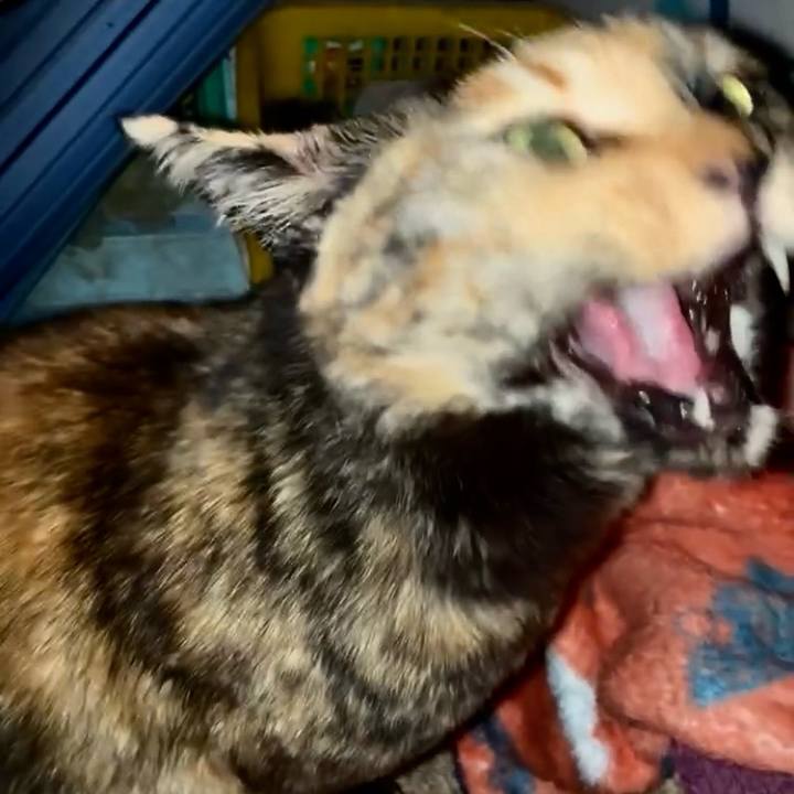 E7f14167 b0f2 48be b621 d4f1ef86107e 1775335283988