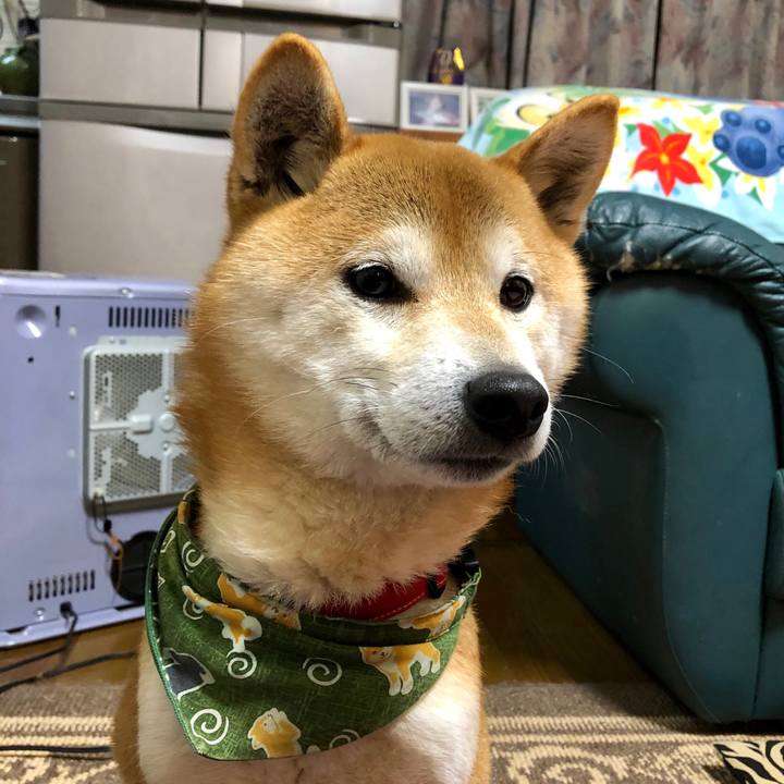 E7f2acda e8ab 4145 9d72 a67d46fe77b6 1549961958244