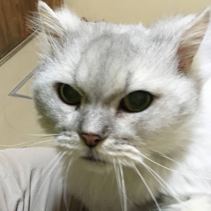 E7f383ea 0349 43ca 9b1f bcda987b49ab 1510918136250