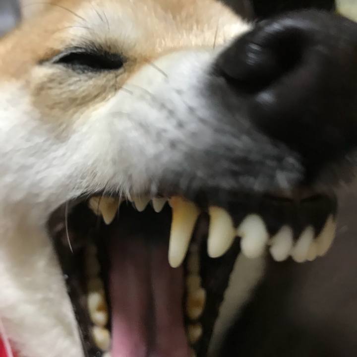 E7f6d78b 2b0a 4e85 b3f9 138290c7c67e 1517644354769