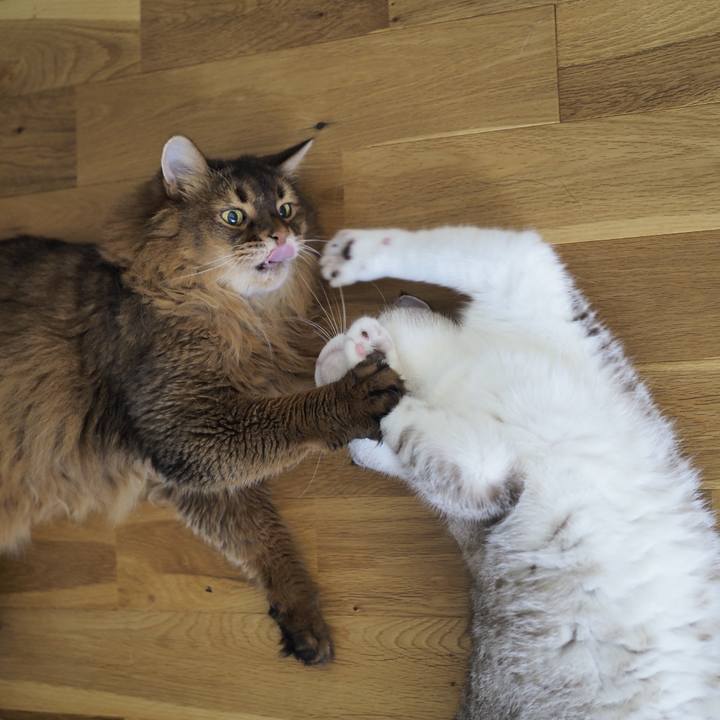 E7fbaa77 e811 4d58 982f 4827a0b48926 1753675153996