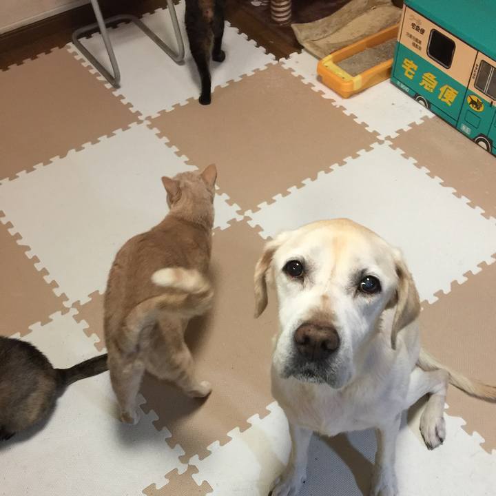 E7fc4b9f a86a 4752 8b34 a5dacaf8ee5e 1559045894440