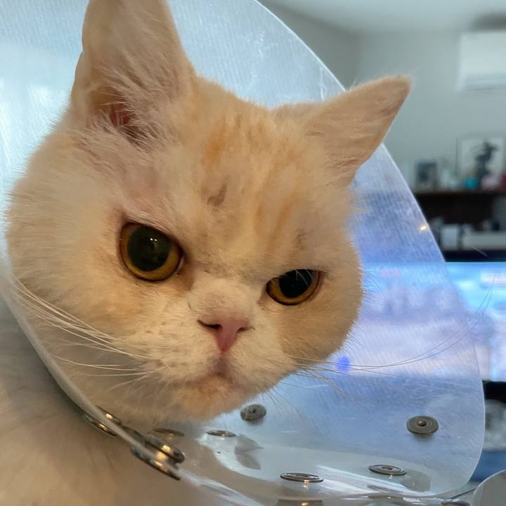 E7fe0855 2955 4c96 89c1 3a65c2c9e780 1760047691231