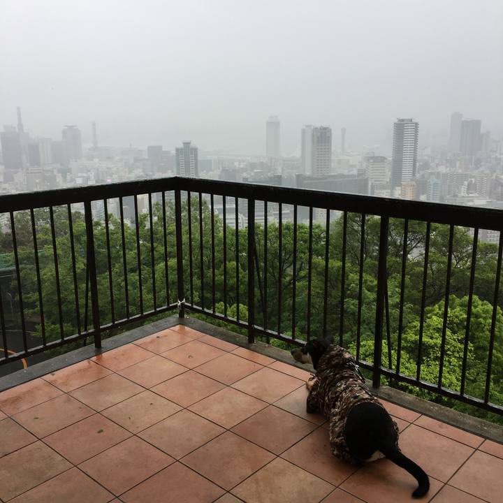 E7ff38a2 d04b 44af 9ba2 9888ac81c297 1526175323691