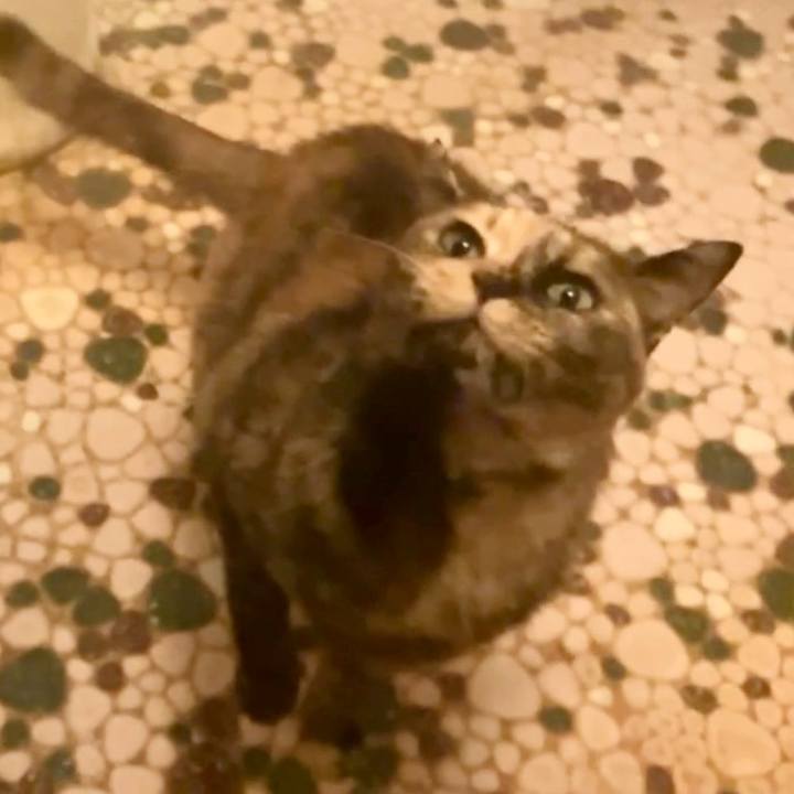 E7ff40f6 f28a 43bf 9980 4cf3d27191e0 1740774794302