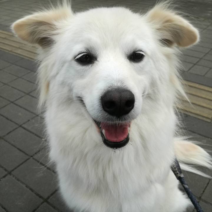 E808cea4 b7be 4acb 8c83 7153f07538f7 1520065866832