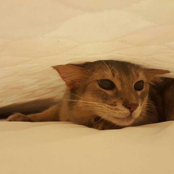 E8098e34 743d 43a4 a0da e3e20a7962ef 1564751733428