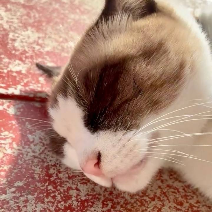 E80cba69 934a 417e ab2b 962ec192e02c 1764555338977