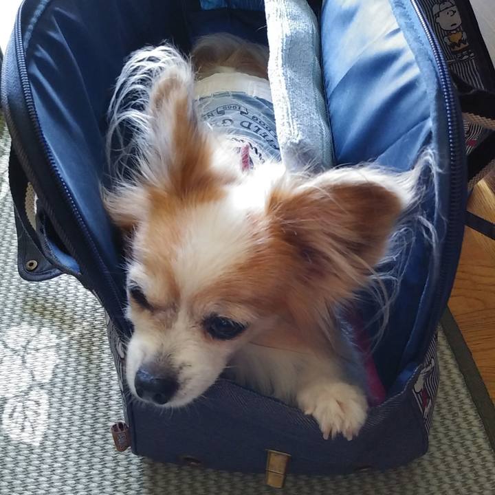 E80eb22b 71ee 4a45 a80f 08f66a1e54a3 1534129503450