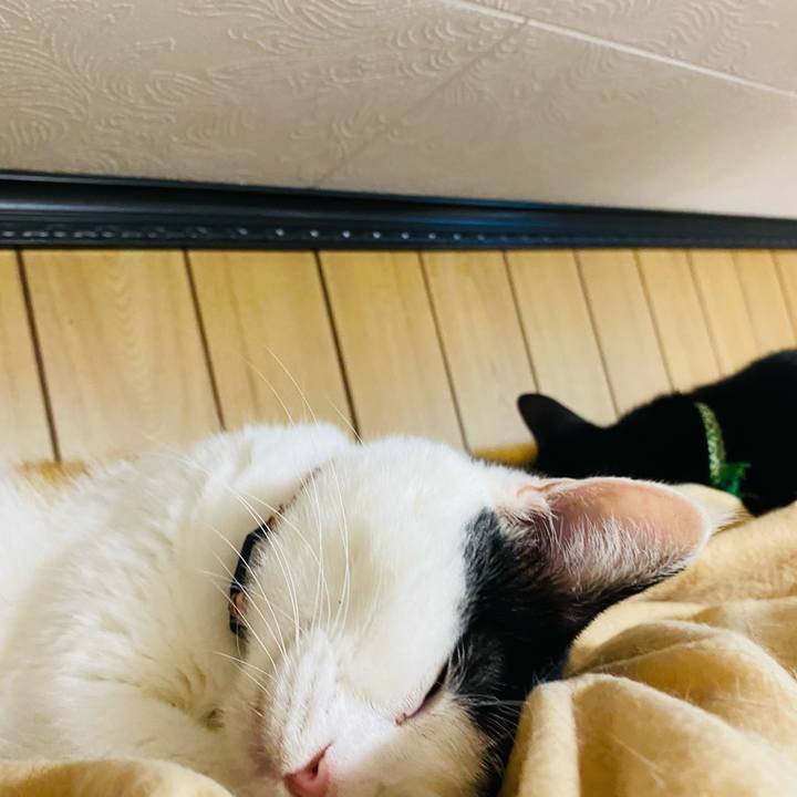 E80f6cc1 3a84 4999 ab01 5af702a4bad4 1665917781604