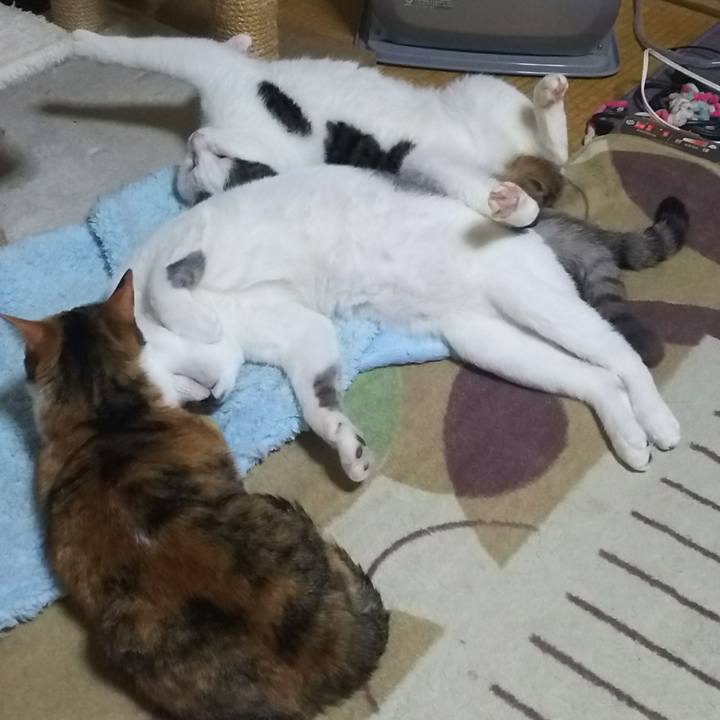 E81138b7 a03a 4cdf 9c04 484a3daa0c7f 1528162858587