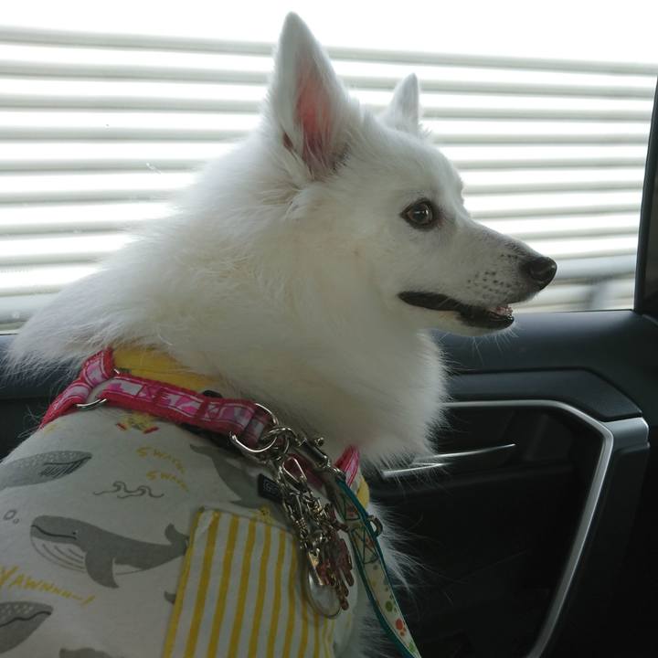 E811baf2 68f3 4d28 bce5 e4ecaf821d3f 1604201637018