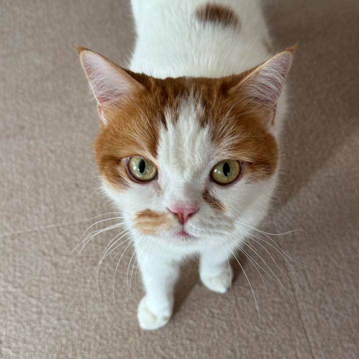 E8129715 05d6 4af9 852a b03f7085909c 1770346164005