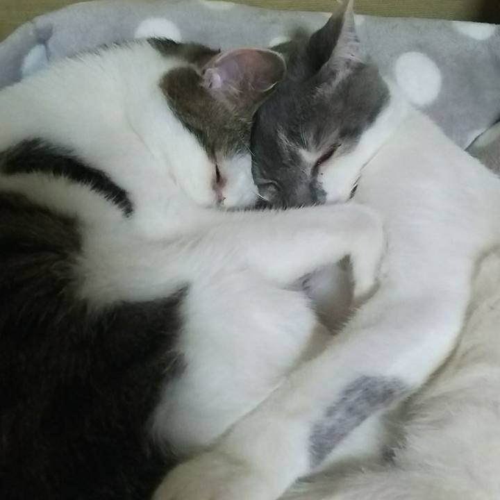 E8131d01 4e76 4ce5 bfd0 405dc86963ea 1512230116782