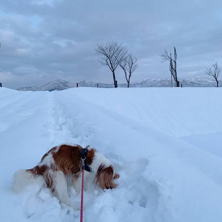 E8152a16 3d4d 4a3f 8b4d 852a61e4835b 1581413522419