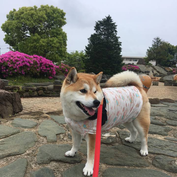 E815851e c24a 4f86 93b3 a80db21db434 1588565906268