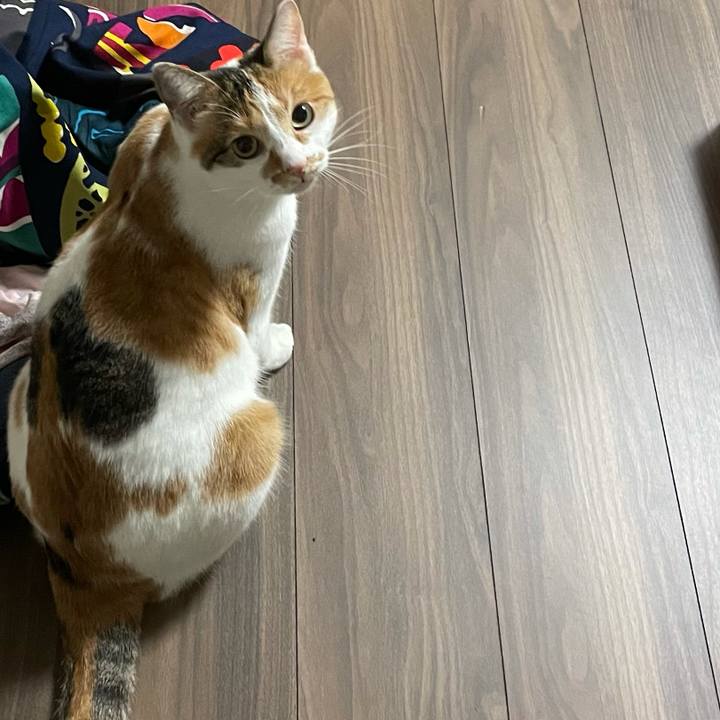 E816ede1 14cf 40f2 a325 03b031ffdf73 1606535151903