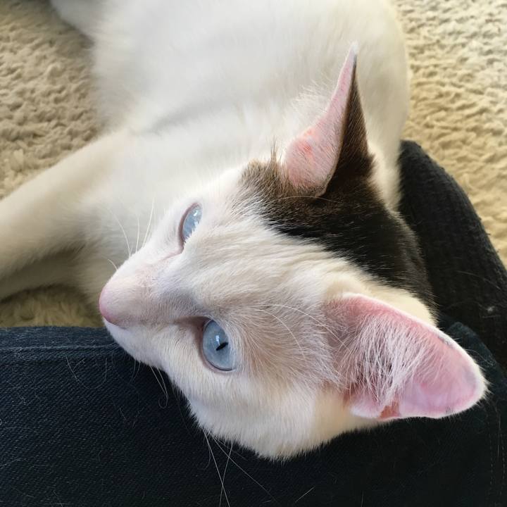 E81a9d4a d22c 4b96 a52c 4937c19c5029 1514967300158