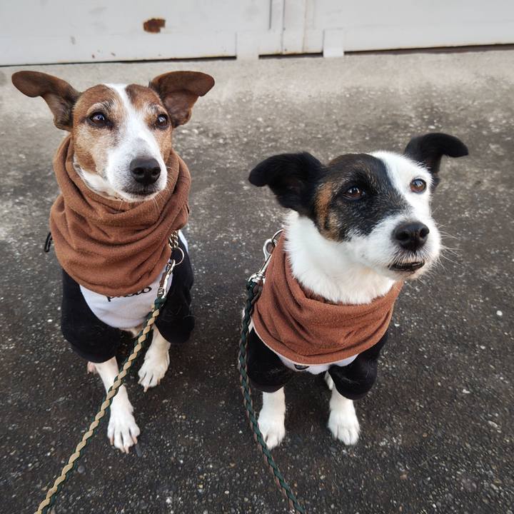 E81d9e39 7385 47ec abed 7e5e19859815 1763675789588