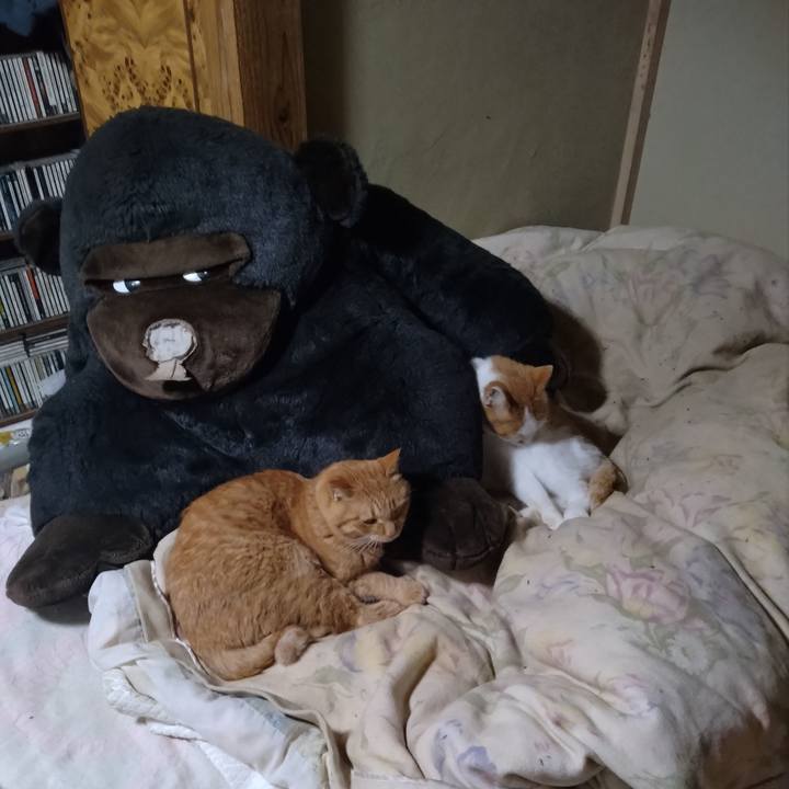 E81e07a9 0db5 4394 aaf8 91a6bd12dea9 1763719499677