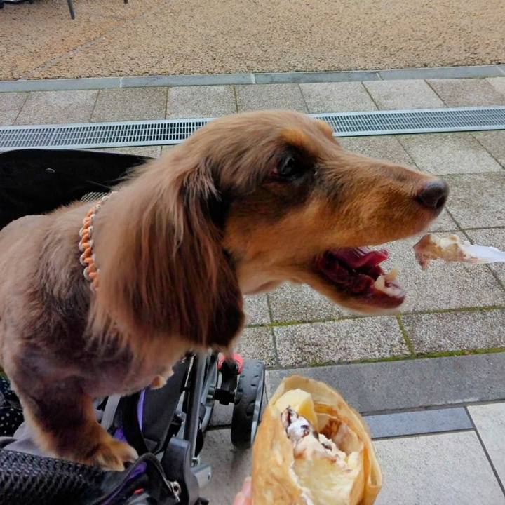 E81ee52c 31b5 492d ba07 1d958df4d26d 1723788106710