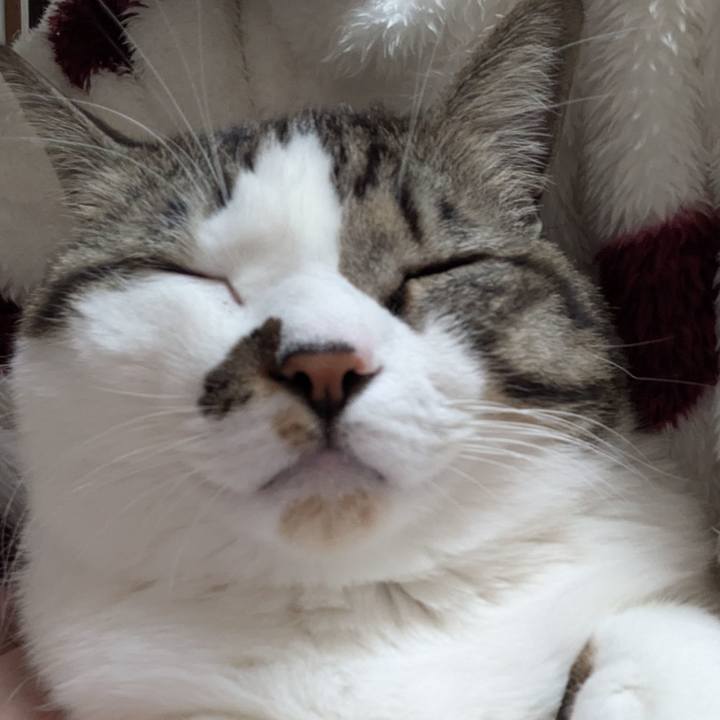 E8228d4c 8195 498f b5b5 406fac4d2779 1736069012178