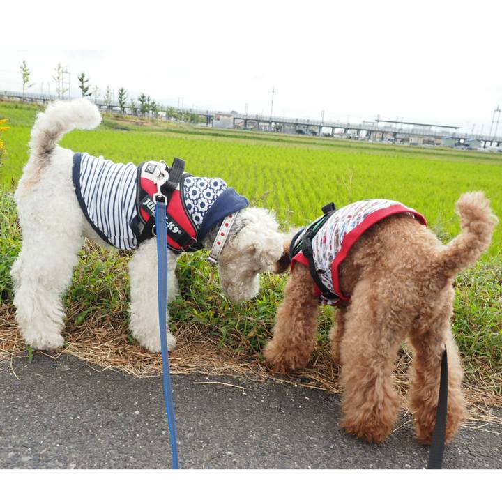 E8231a5a dd68 49ac b4b6 bbe5de124e7b 1508377113942