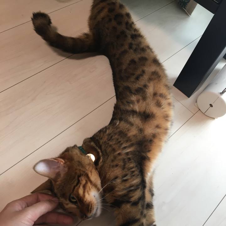 E8252213 bd02 4ccb b35d ca42fbfcc890 1534077688486