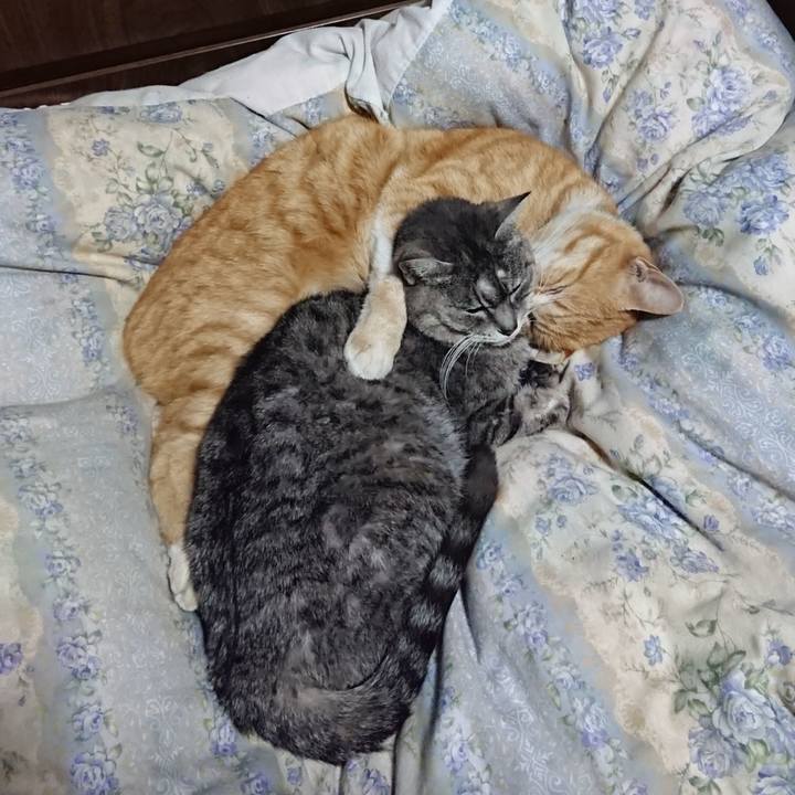 E82a9e58 75f6 44c6 a2c7 cb4f0e8008ae 1583585098482