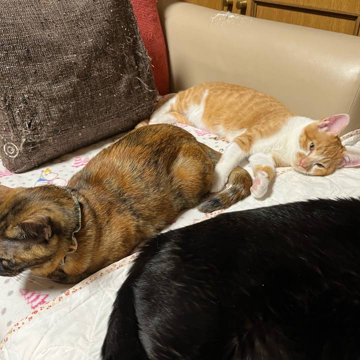 E82aab92 90b1 4017 bc8e 8ef8d229ca50 1666779717106