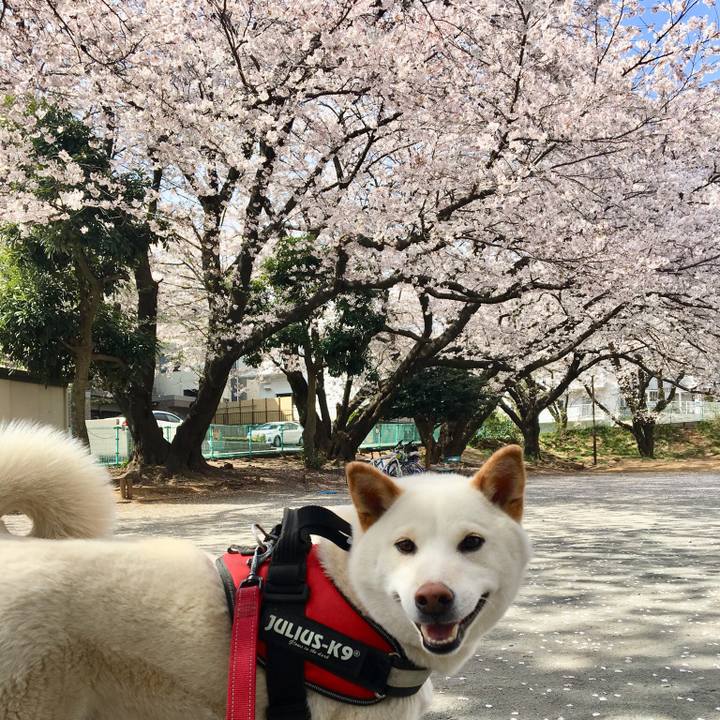 E82af866 59c3 447a b605 921529d86db2 1554459156249