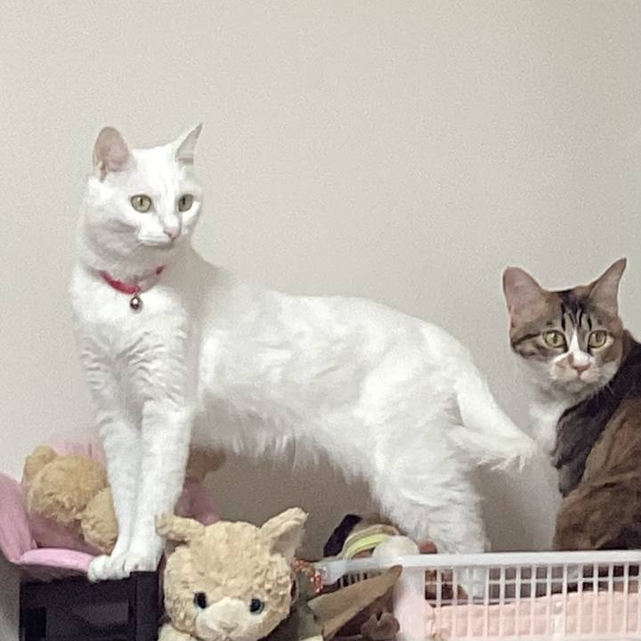 E82c1ecc 20c1 4b38 8e01 9ab8006d3f02 1707481093591