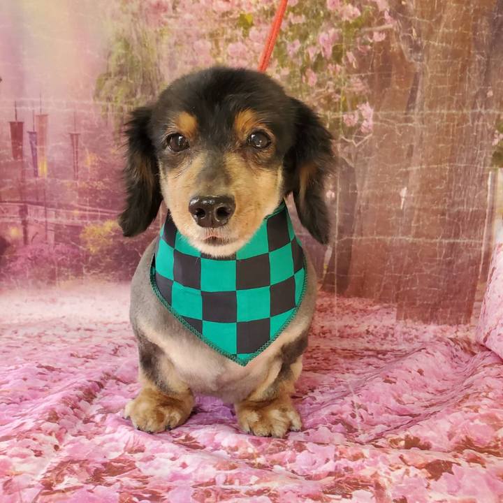 E82c9ff7 4e5a 4afa af64 ddfd0c2312f3 1615071339385