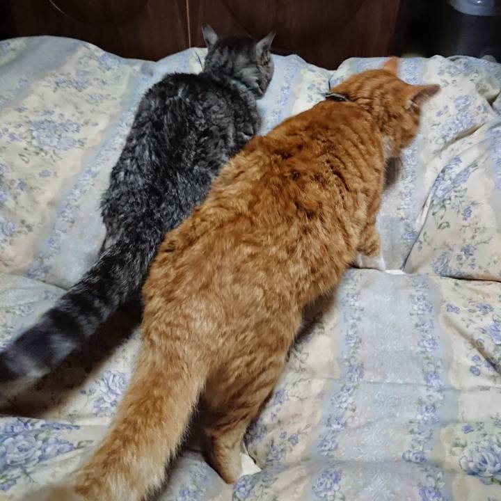 E8383f41 b096 47db 8e21 8c5407921851 1575635047876